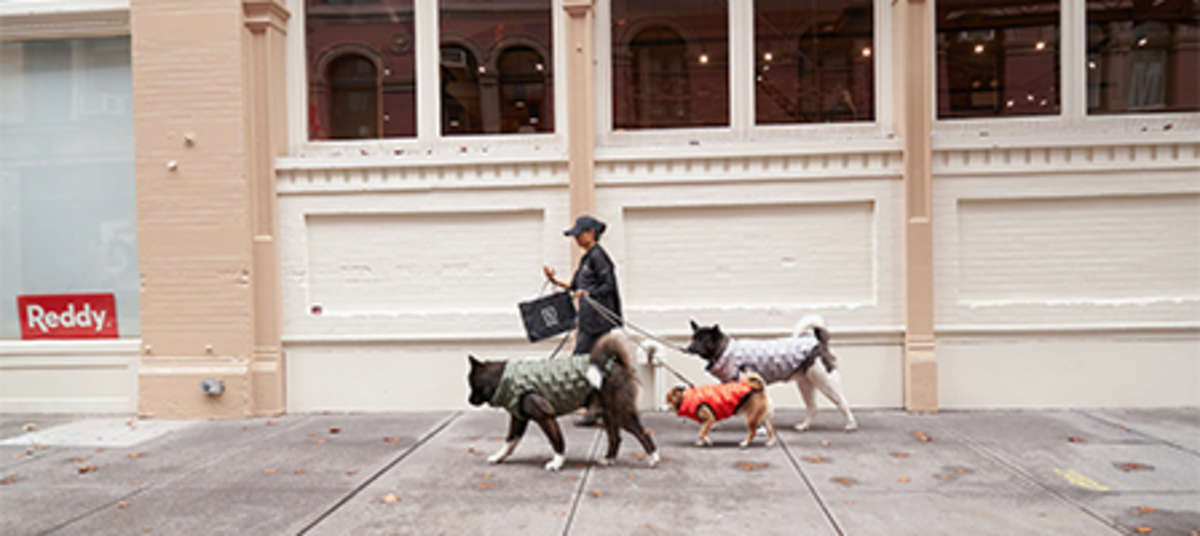 Petco partners with Rover to provide pet sitting, boarding, and dog